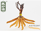x(chng)Ĳ2.2l/ ڲ x؛r(ji)286Ԫ/